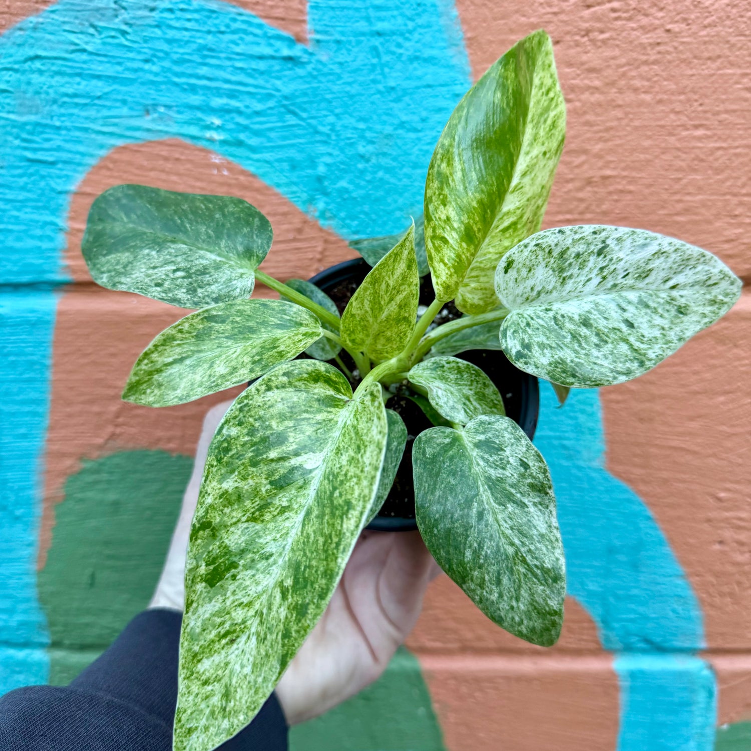 4” Philodendron giganteum variegated 'Blizzard'