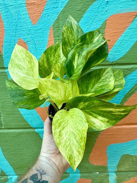 4" Pothos ‘Neon Queen’ - Canopy Plant Co.