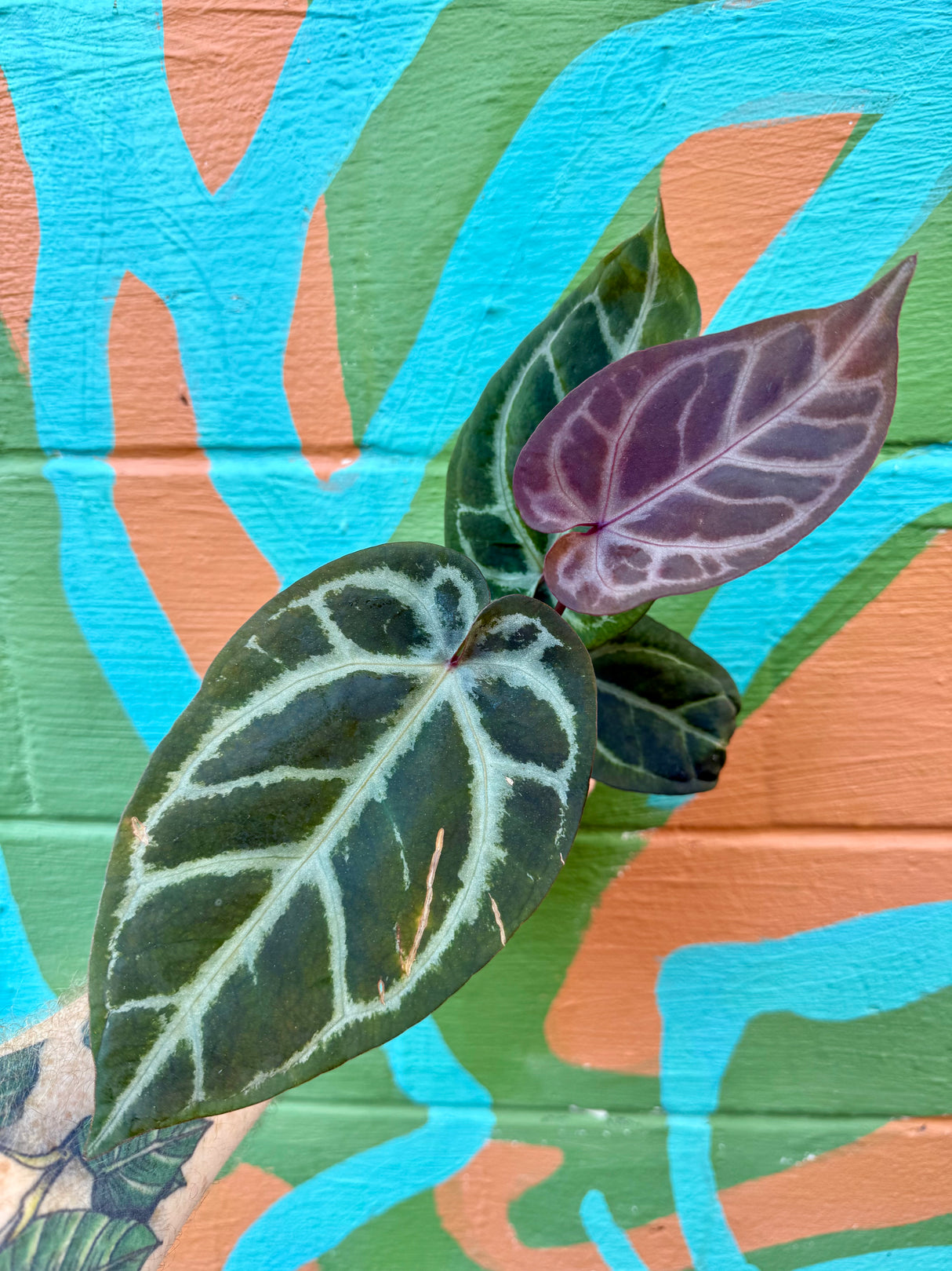 4" Anthurium 'Michelle' x 'Black Velvet'