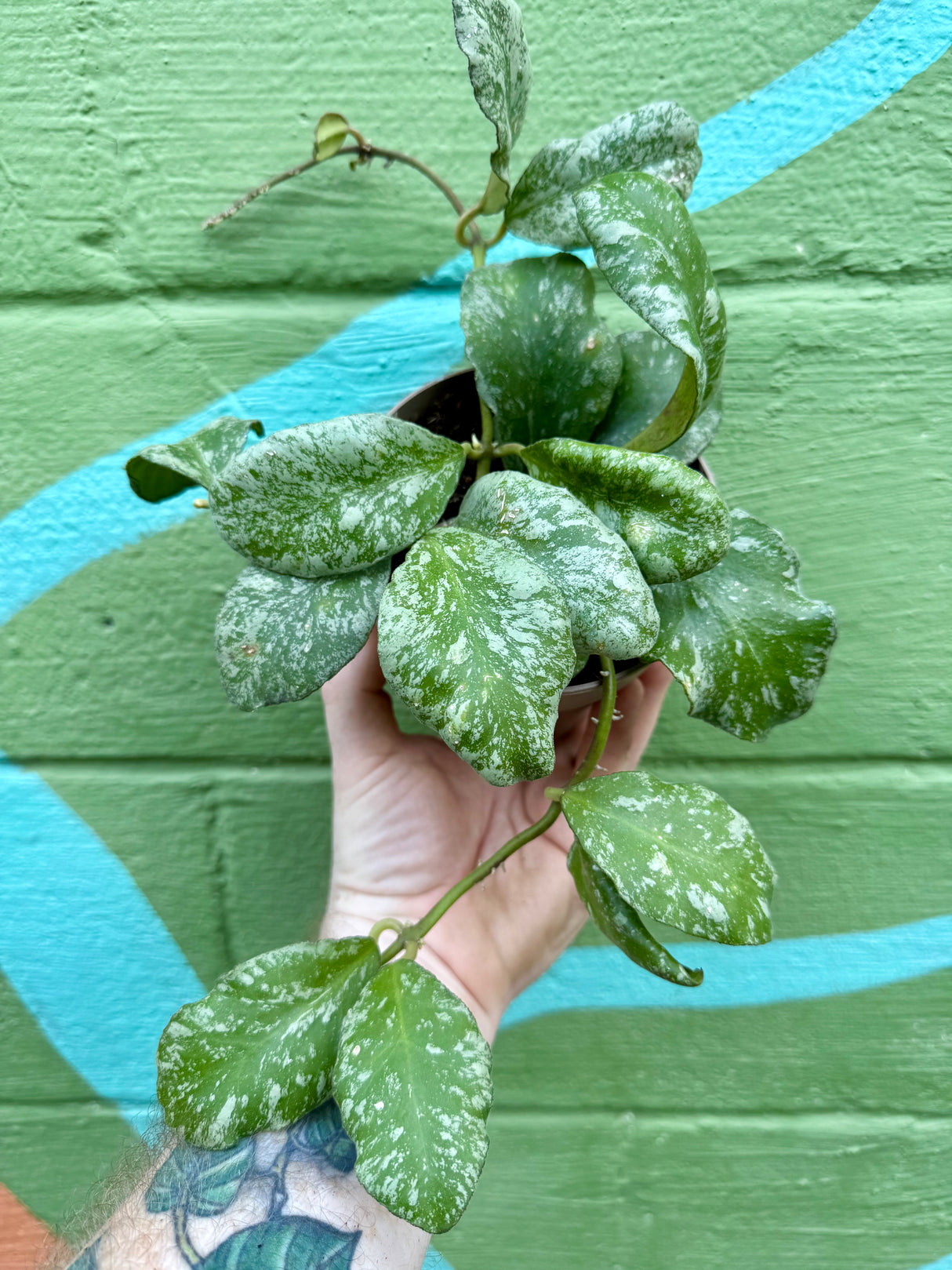 5” Hoya waymaniae 'Cloudy Sky' ('Kapuas')