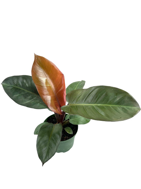 6" Philodendron erubescens 'Red Emerald' - Canopy Plant Co.