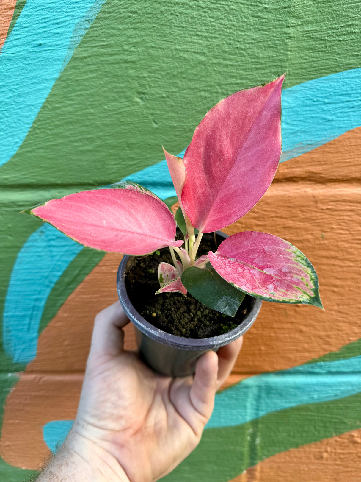 4” Aglaonema 'Latosolic Red' - Canopy Plant Co.