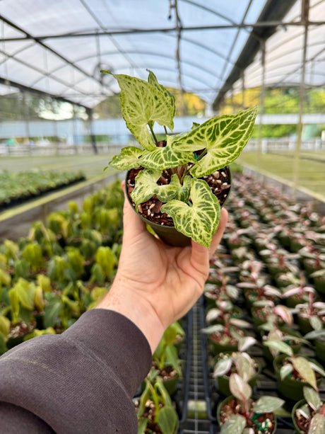 4" Syngonium ‘Batik’ - Canopy Plant Co.