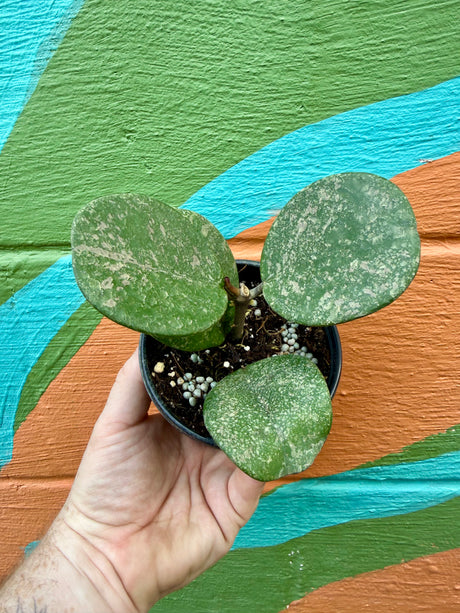 4” Hoya obovata 'Splash' - Canopy Plant Co.