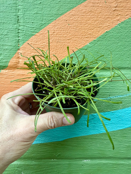 4" Hoya retusa