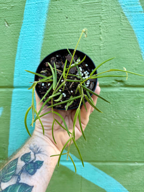 4” Hoya linearis - Canopy Plant Co.