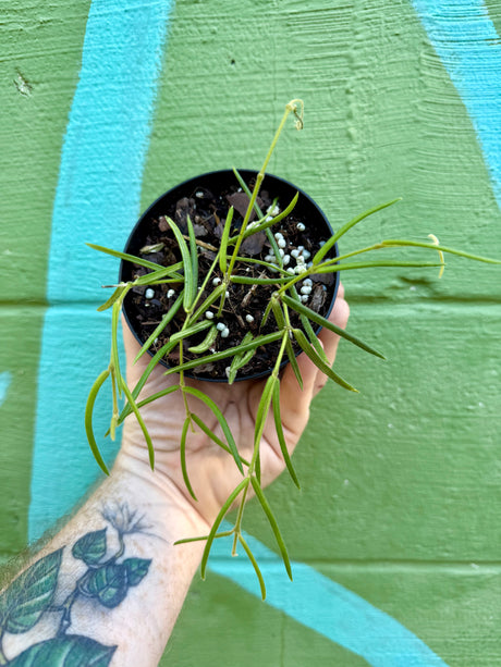 4” Hoya linearis - Canopy Plant Co.