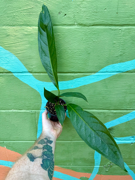 4" Anthurium 'Big Bill' - Canopy Plant Co.