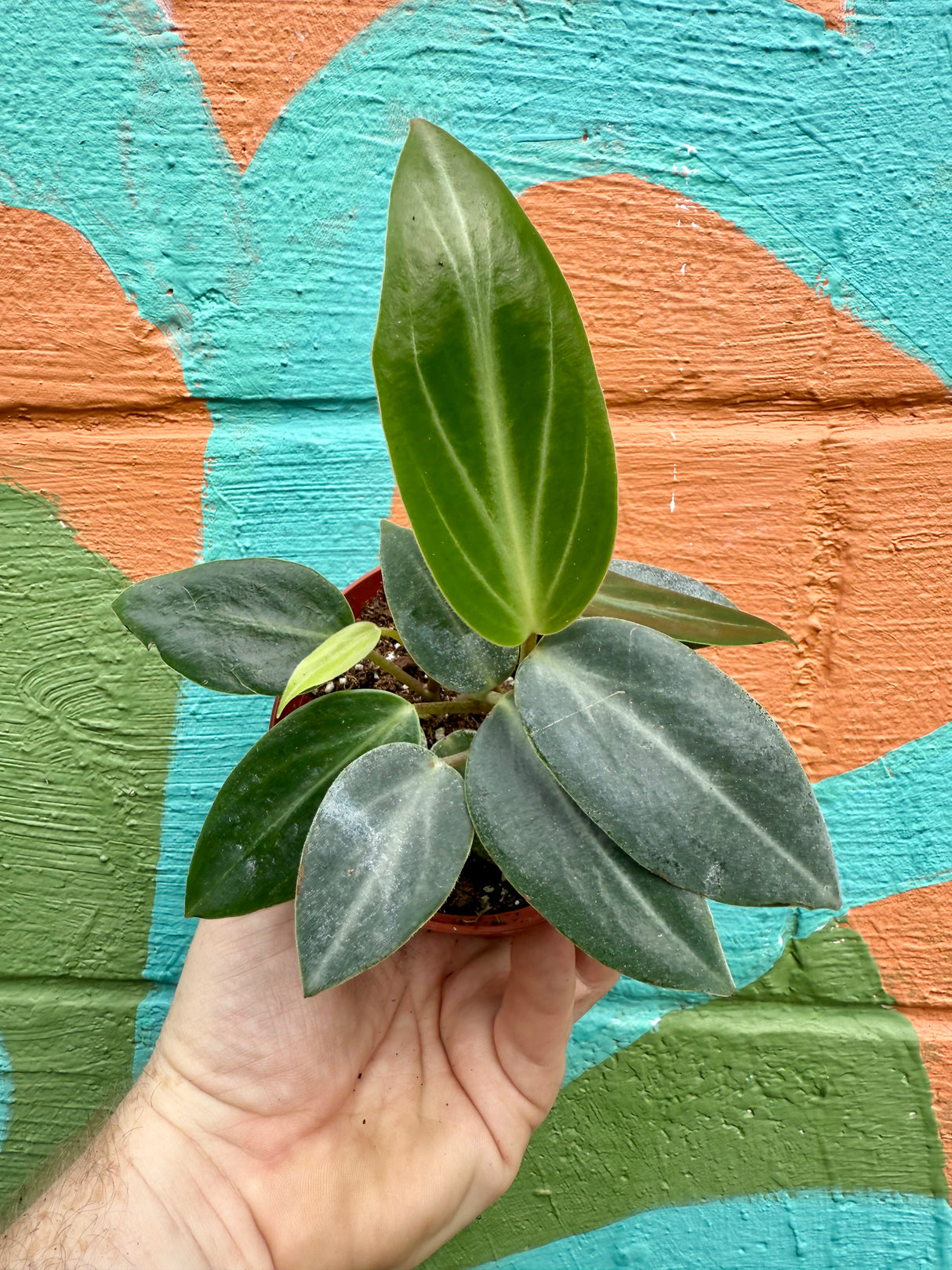 4" Peperomia maculosa