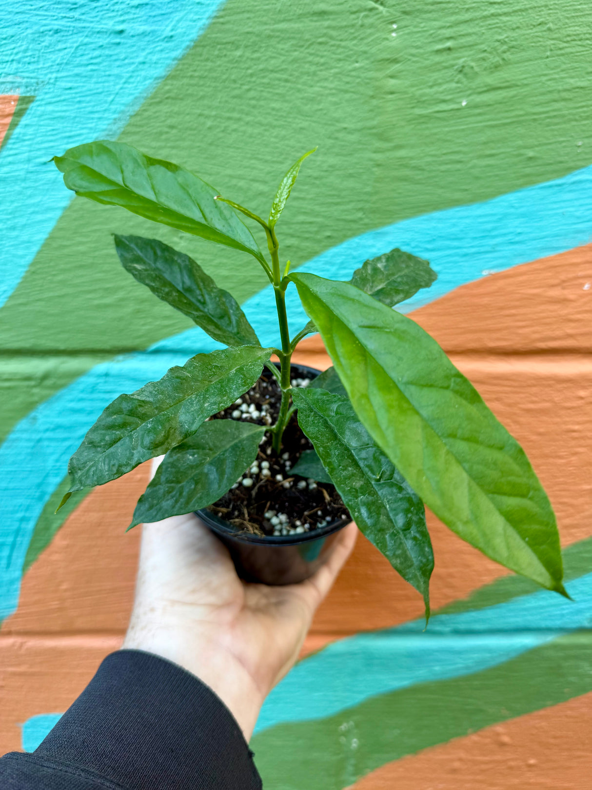 4” Hoya decipulae - Canopy Plant Co.