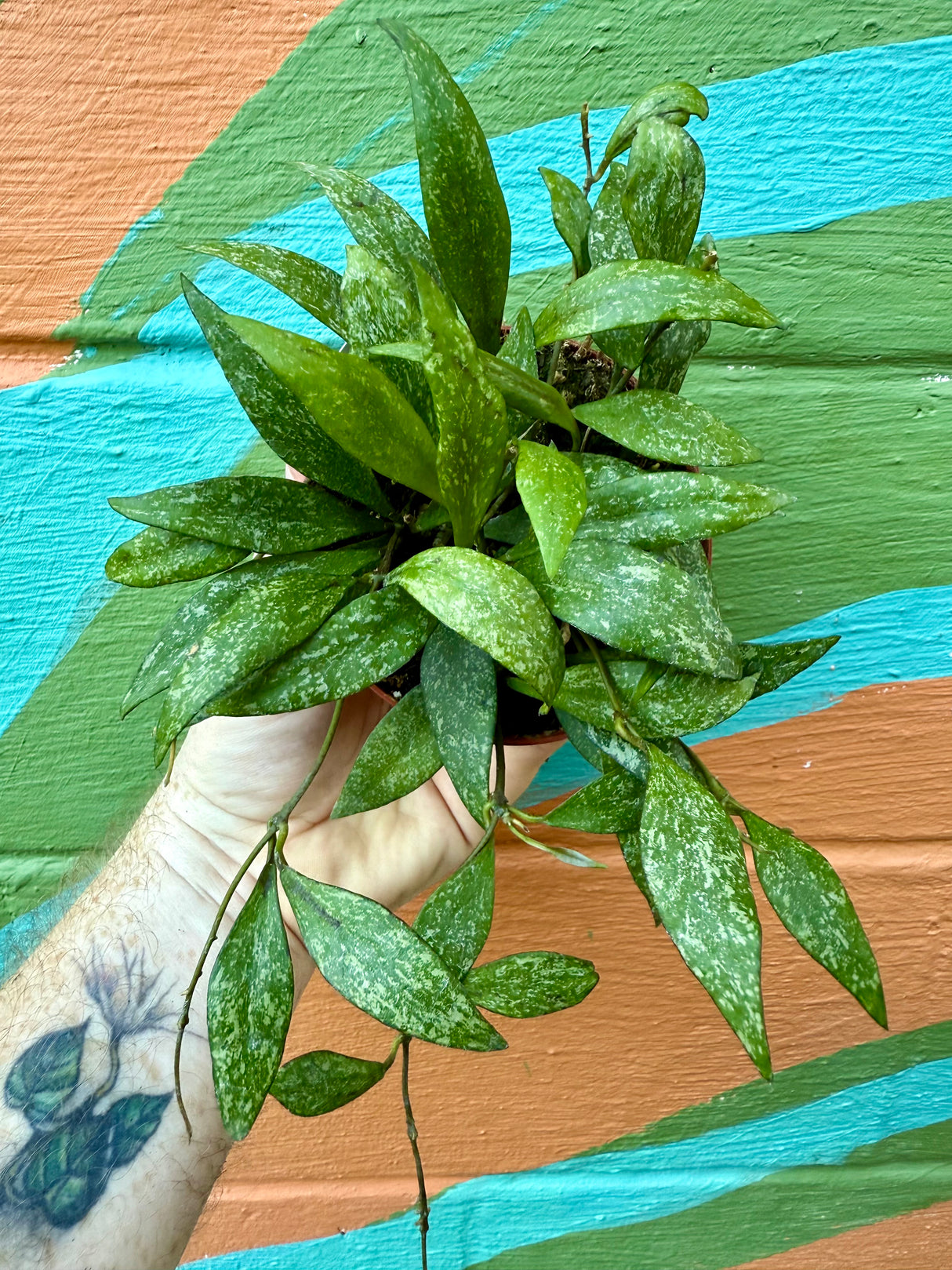 4" Hoya parviflora 'Splash'