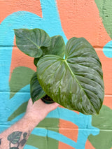 4” Philodendron ‘Majestic’