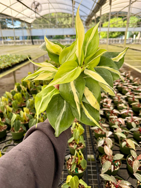 4" Philodendron ‘Silver Stripe’ - Canopy Plant Co.