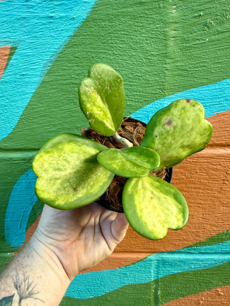 4” Hoya kerrii 'Spot' (inner variegated) - Canopy Plant Co.