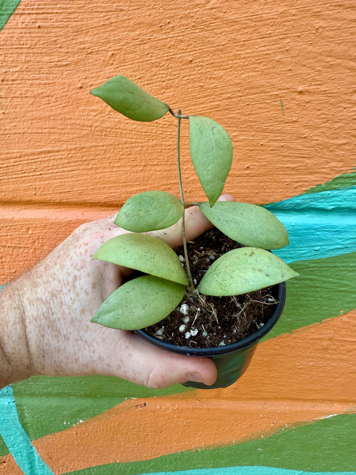 4" Hoya erythrostemma 'Silver'