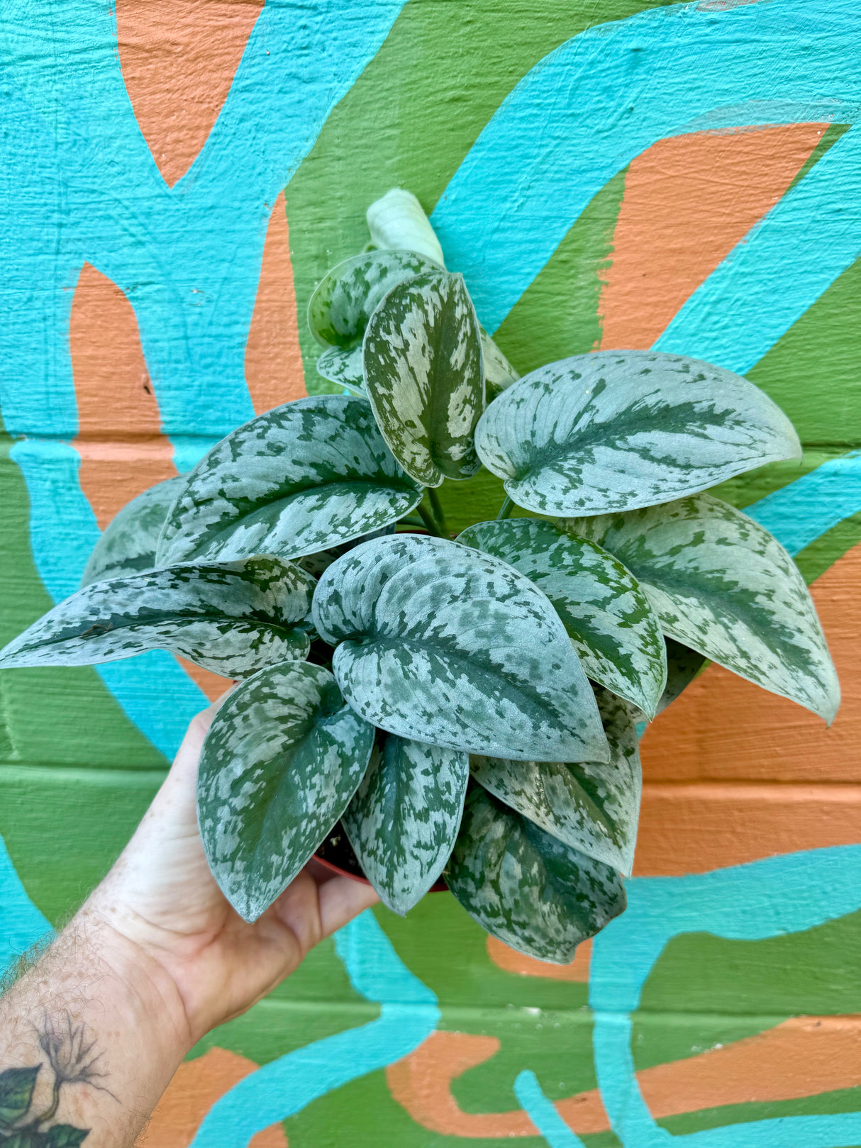 6" Scindapsus 'Exotica'