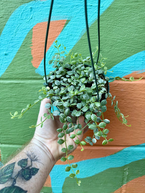 5" Dischidia nummularia variegated 'String of Nickels' hanging basket - Canopy Plant Co.