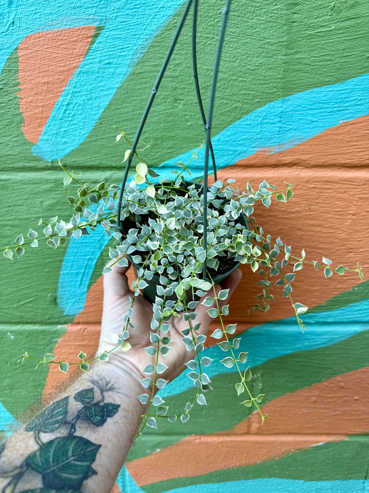 5" Dischidia ‘Million Hearts’ variegated hanging basket - Canopy Plant Co.