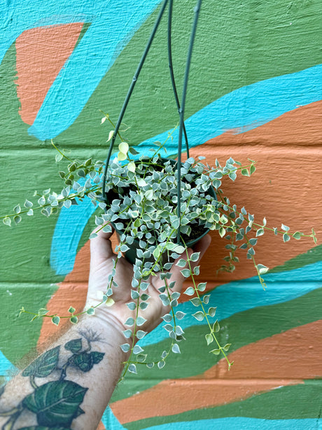 5" Dischidia ‘Million Hearts’ variegated hanging basket - Canopy Plant Co.