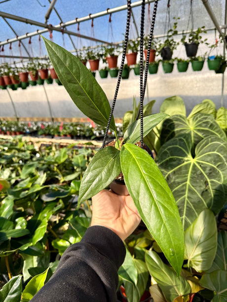 4" Anthurium 'Big Bill' hanging basket - Canopy Plant Co.