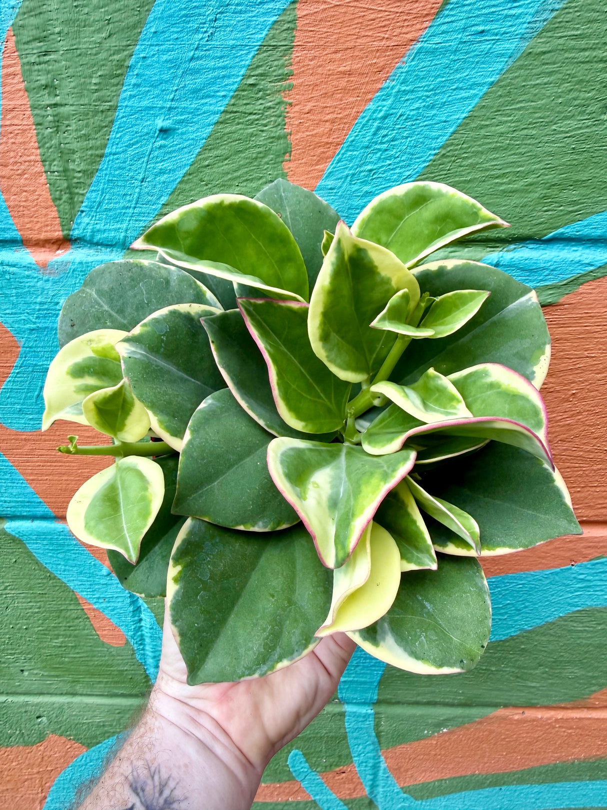 6" Hoya pachyclada outer variegated - Canopy Plant Co.