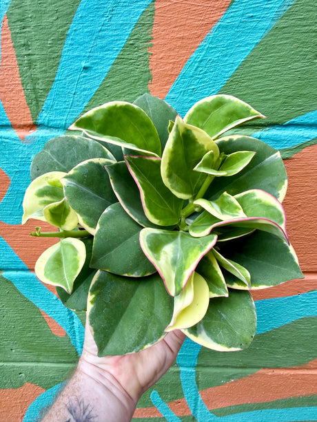 6" Hoya pachyclada outer variegated - Canopy Plant Co.