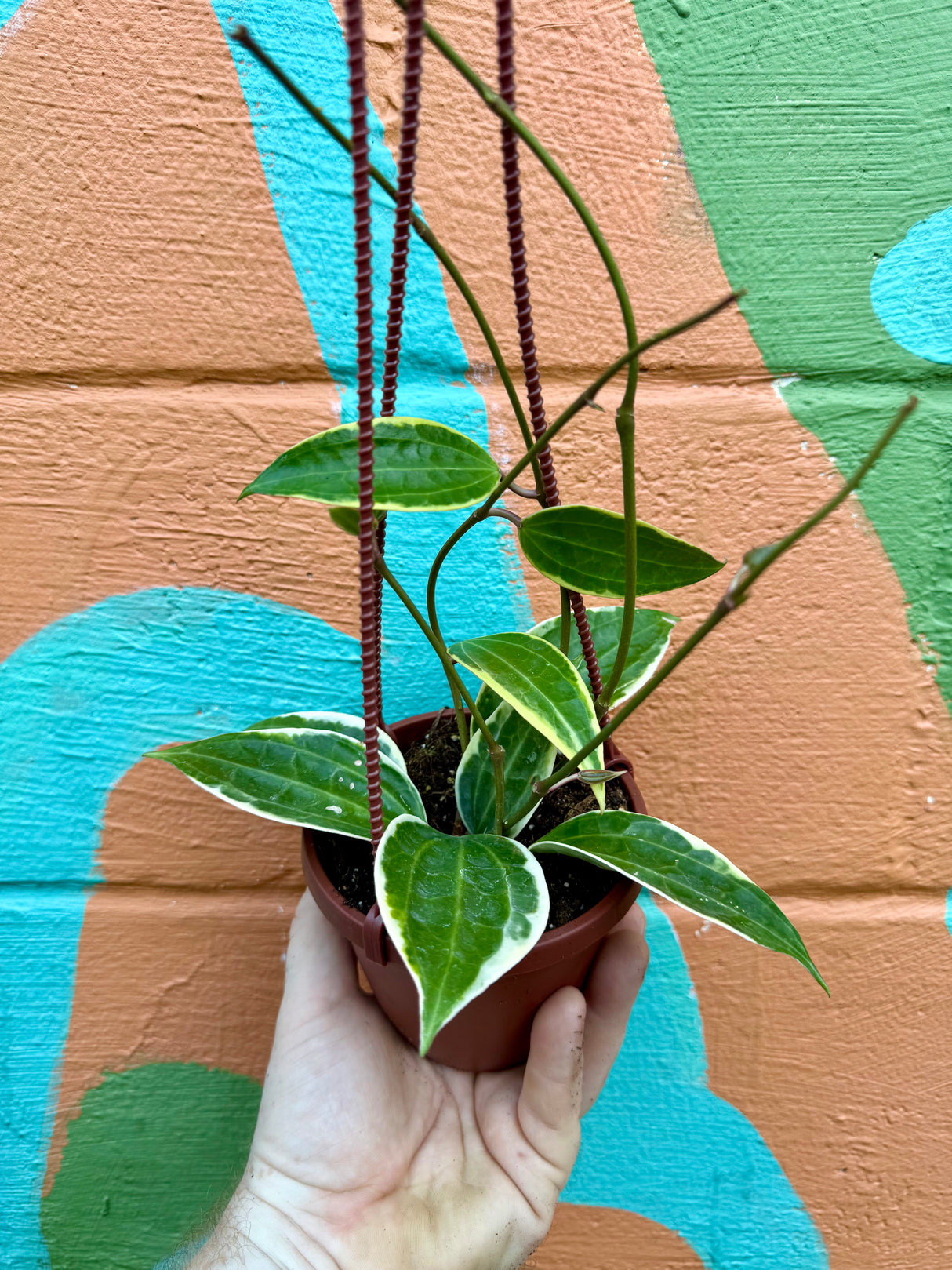 4" Hoya latifolia (macrophylla) variegated hanging basket