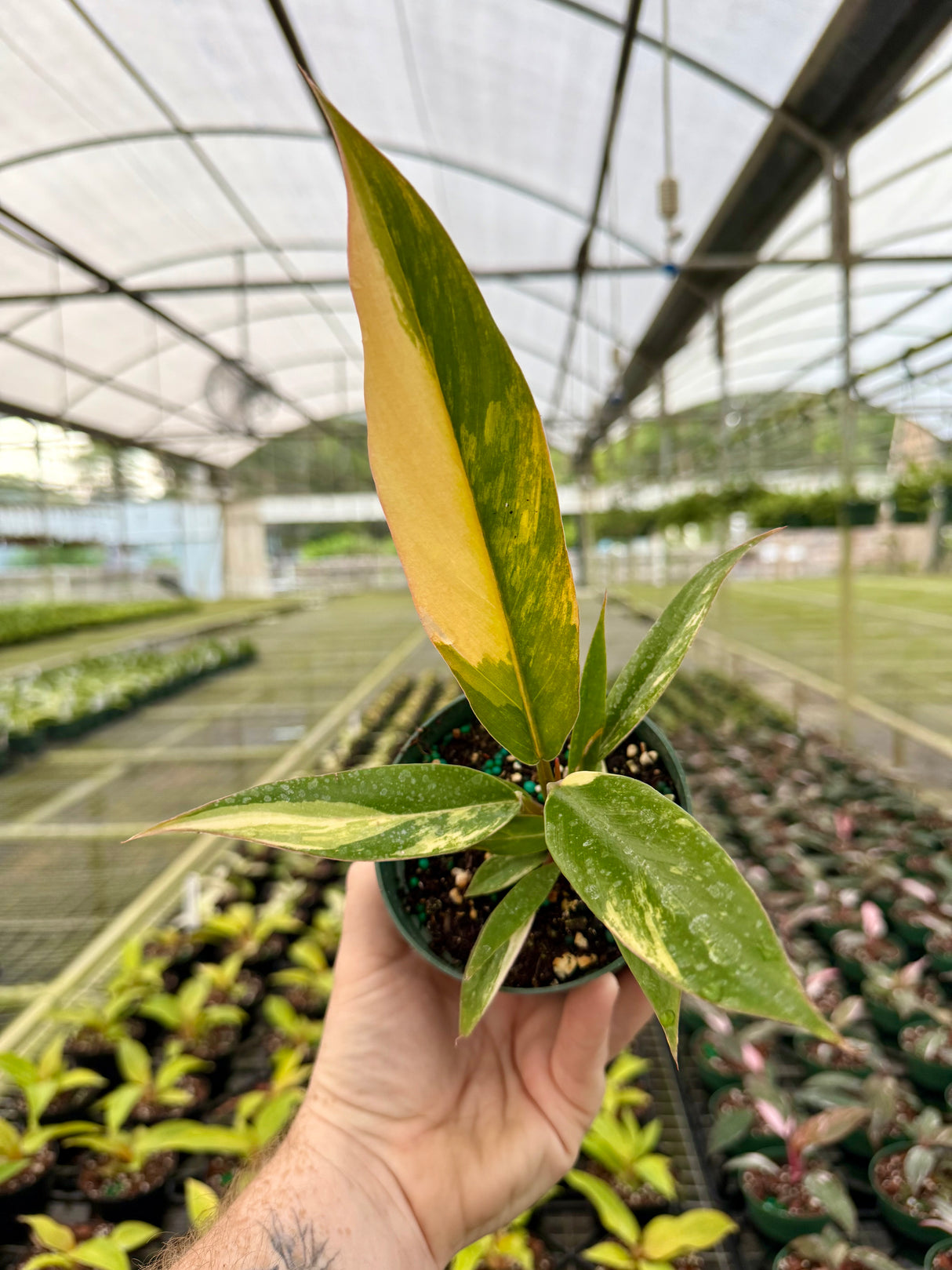 4” Philodendron ‘Caramel Marble’ - Canopy Plant Co.
