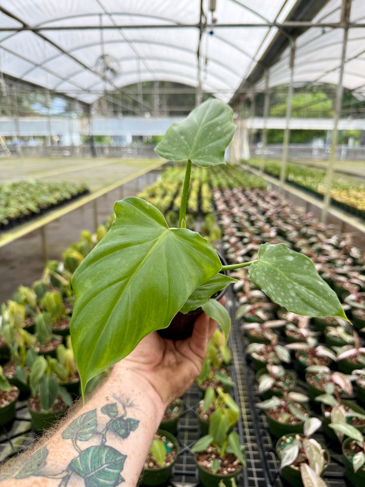 4" Philodendron applanatum - Canopy Plant Co.