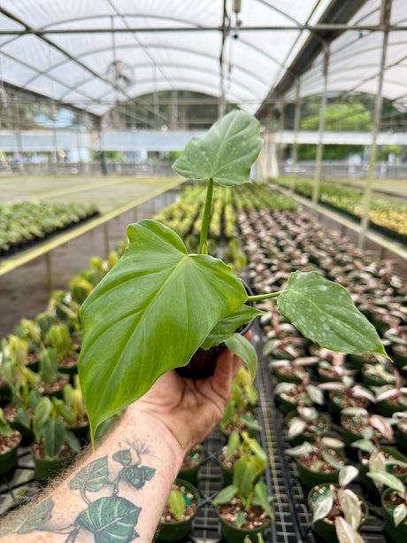 4" Philodendron applanatum - Canopy Plant Co.