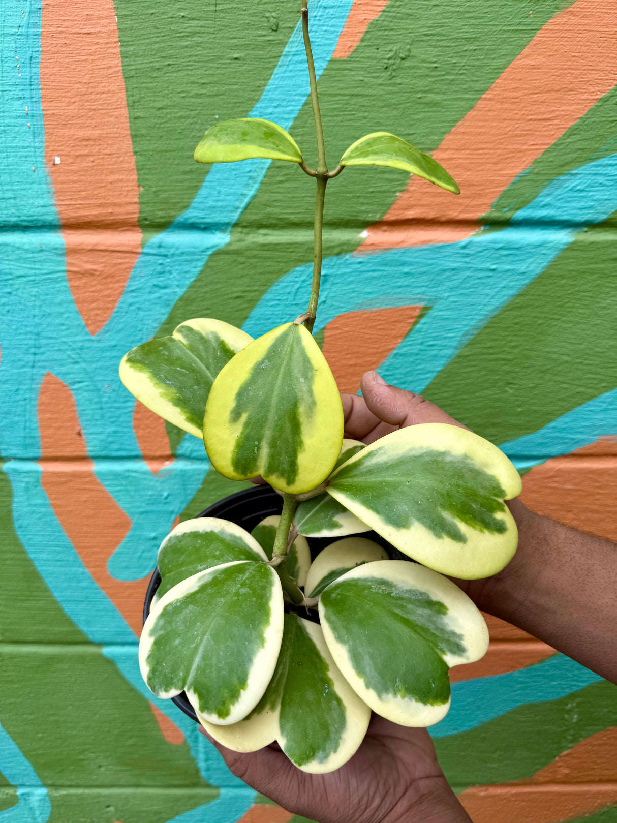 6" Hoya kerrii outer variegated