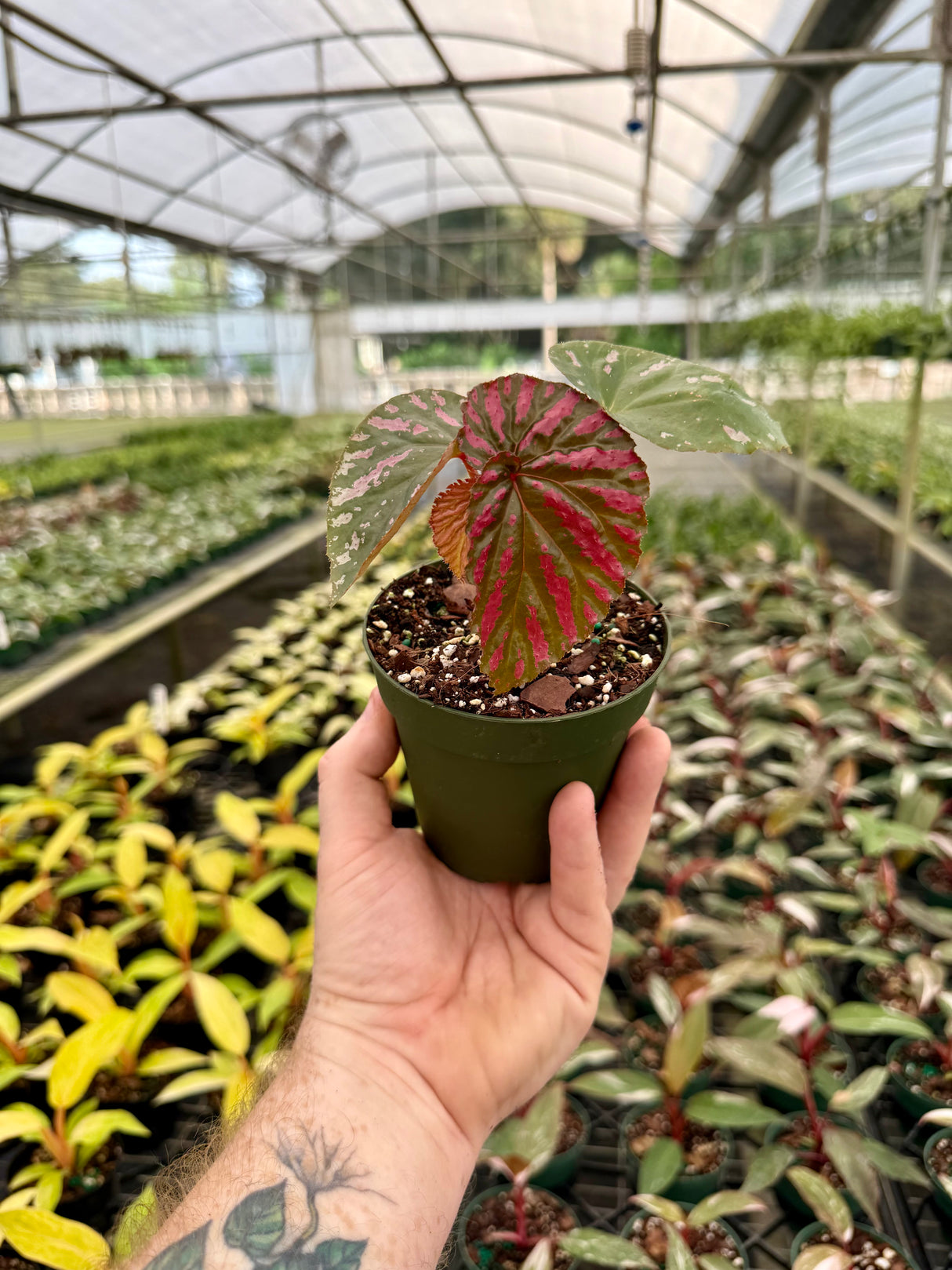 4" Begonia brevirimosa 'Exotica'