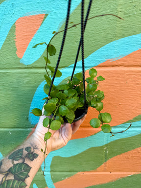 4" Hoya endauensis hanging basket - Canopy Plant Co.