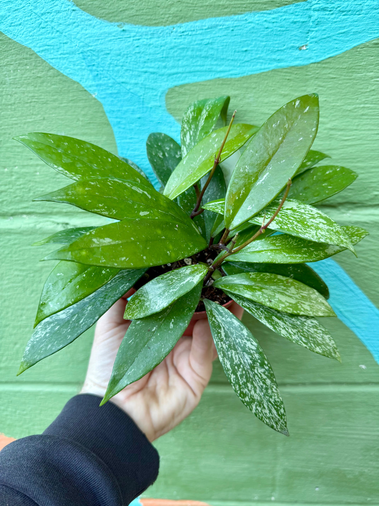 4" Hoya pubicalyx 'Splash'