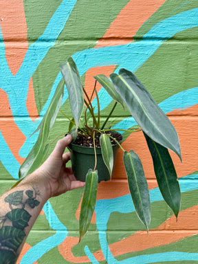 6" Philodendron ‘Spiritus Sancti’ - Canopy Plant Co.