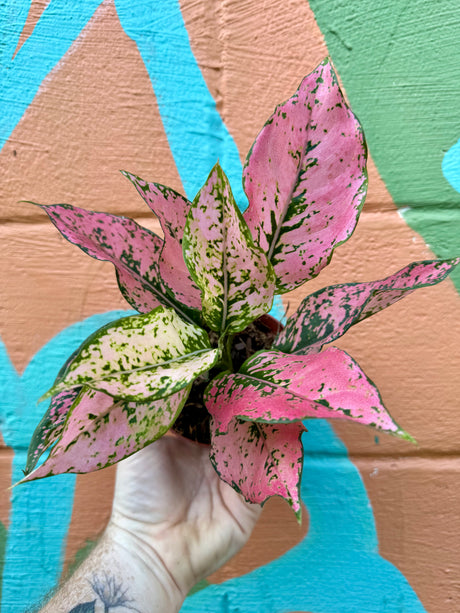 4” Aglaonema 'Pink Triphet' - Canopy Plant Co.