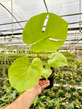 6" Monstera deliciosa 'Lemon Lime'