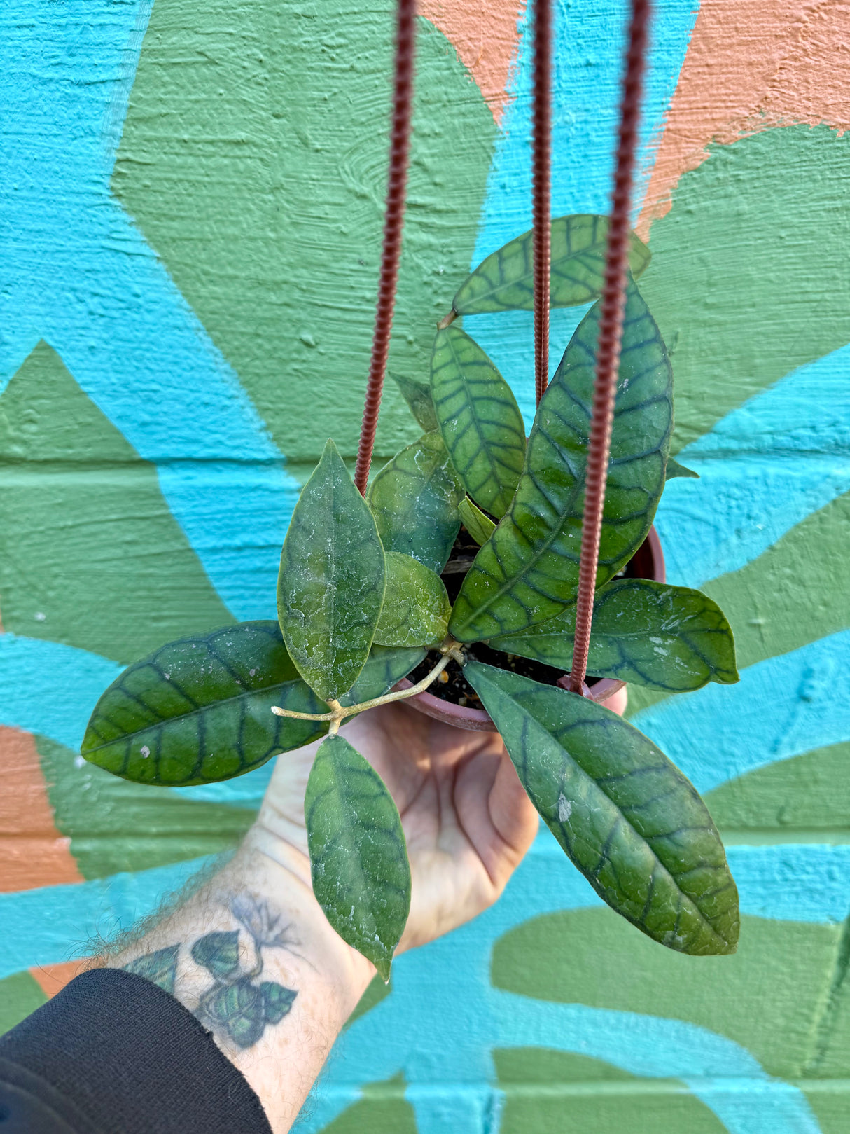 4" Hoya callistophylla hanging basket