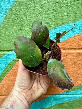4” Hoya waymaniae - Canopy Plant Co.