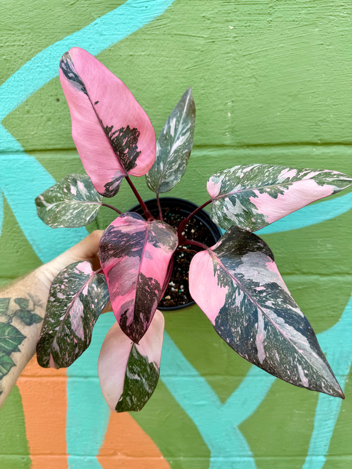 6” Philodendron 'Pink Princess' (Marble)