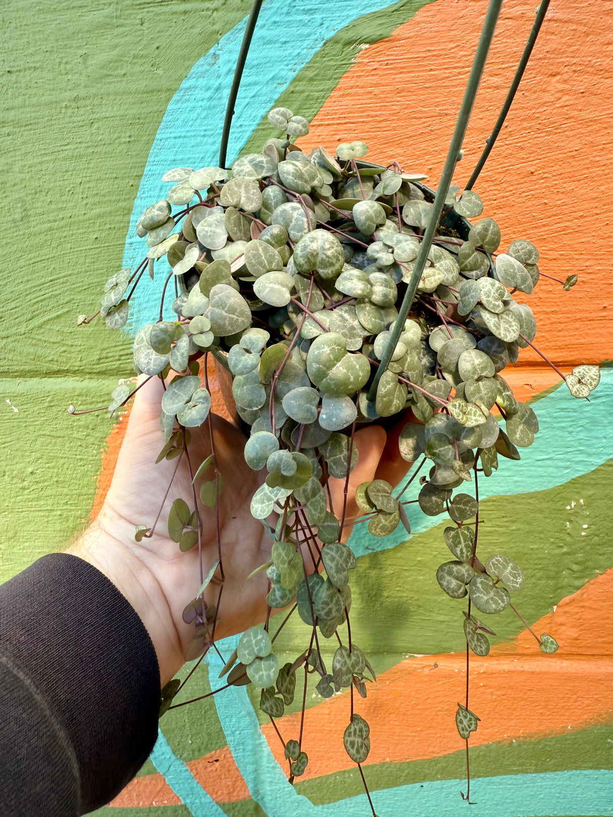 5” 'String of Hearts' hanging basket