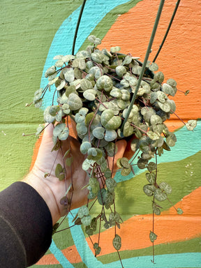 5” 'String of Hearts' hanging basket - Canopy Plant Co.