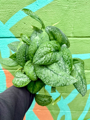 6" Scindapsus 'Mount Salak' - Canopy Plant Co.