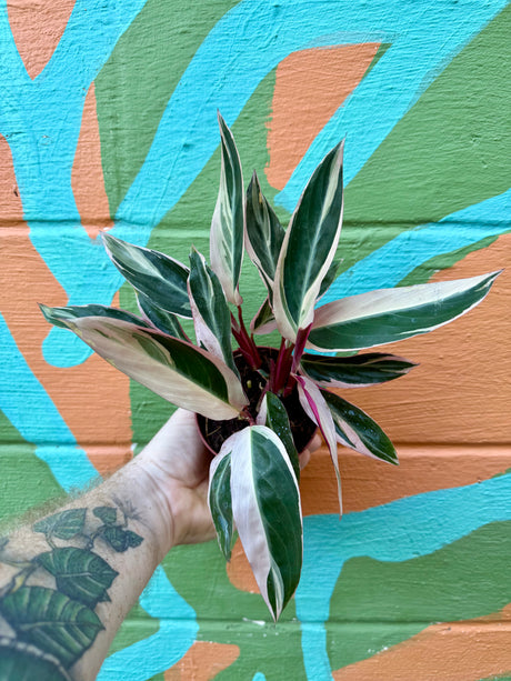 4" Stromanthe 'Triostar' - Canopy Plant Co.