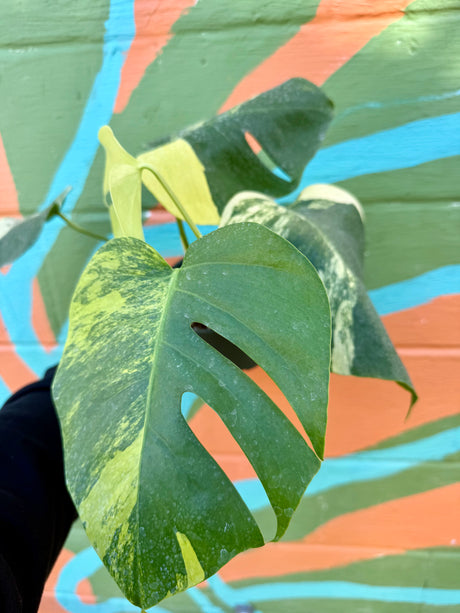 6" Monstera deliciosa variegated 'Aurea'