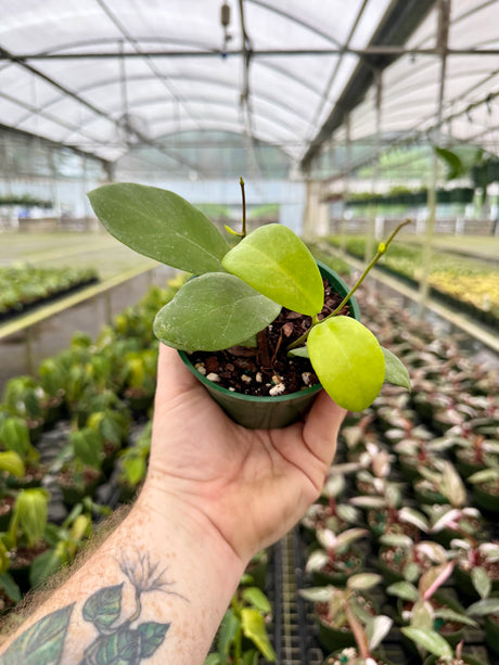 All Plants – Page 8 – Canopy Plant Co.