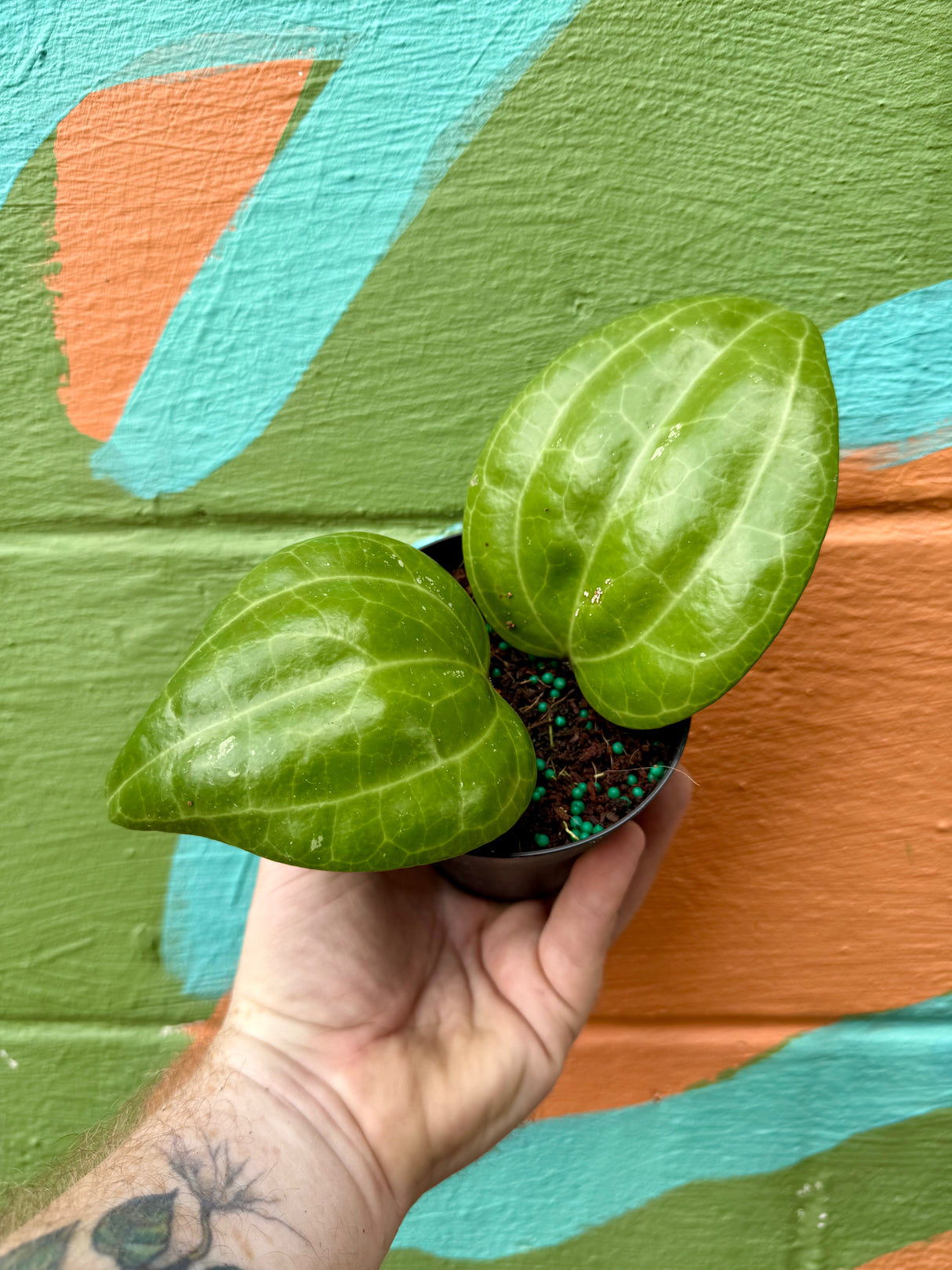 4" Hoya latifolia 'Sarawak'