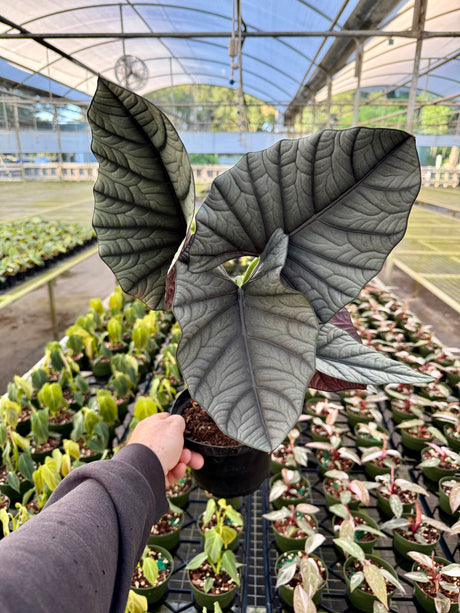 6” Alocasia reginae 'Silver Shield' - Canopy Plant Co.