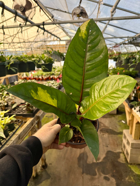 6" Anthurium hookeri (low variegation) - Canopy Plant Co.