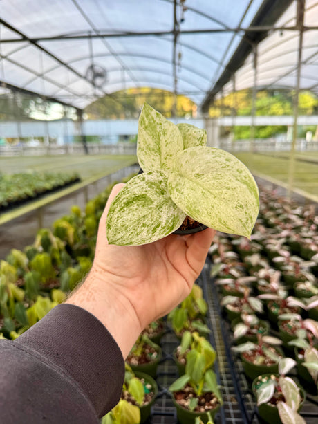 3" Scindapsus 'Jade Satin' marble variegated - Canopy Plant Co.